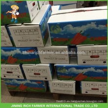 Caja china del cartón del tamaño de la zanahoria S / M / L de las verduras frescas de China del precio bajo para la exportación